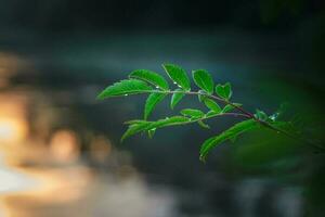 Raindrops on green leaves on the background of the sunset photo