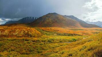 el camino mediante abedul enano Betula en otoño. brillante paisaje de montañas y otoño bosques de altai región, Siberia. foto