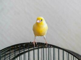 Curious yellow canary looks straight sitting on a cage on a light background. photo