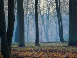 Beautiful autumn foggy landscape with trees in a forest. Soft focus. photo