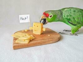 parrot eats cheese photo