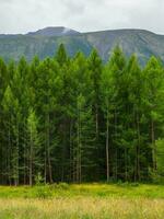 profundo montaña abetos bosque. atmosférico bosque. siberiano taiga verde natural antecedentes. naturaleza reservar, verde planeta concepto. vertical vista. foto