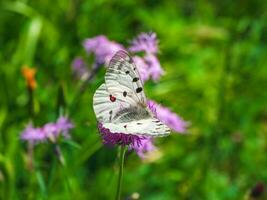 Beautiful Apollo Butterfly - Parnassius apollo, rests on a flower on a green grass background. Copy space. photo