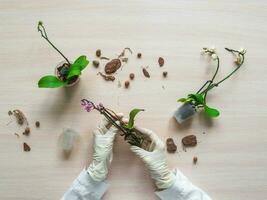 Transplanting damaged mini orchids. Home gardening, breeding of orchids. Diseases of orchids, taking care of healthy roots. Flat lay, top view. photo