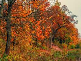 otoño árbol en el banco de el estanque. Mañana otoño paisaje con rojo arboles foto