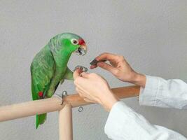 Veterinary sharpens the claws of the big green parrot. Manicure for a big parrot. Professional veterinary care for parrots and domestic birds. photo