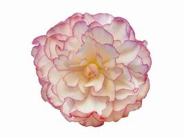 Beautiful pink begonia flower isolate on a white background photo