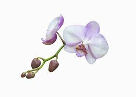 A branch of a purple delicate orchid isolate on a white background. photo