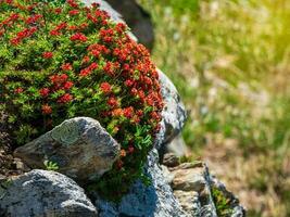 Beautiful floral natural background with red flowers Rhodiola rosea snowdon rose close up on a background of rocks in the mountains. photo