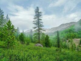 Foggy atmospheric green forest landscape with firs in mountains. Minimalist scenery with edge coniferous forest in light mist. Alpine tranquil landscape at early morning. photo