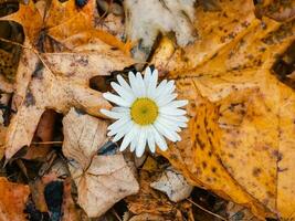 Chamomile flower among autumn yellow leaves. Chamomile among the fallen leaves, in late autumn concept. photo