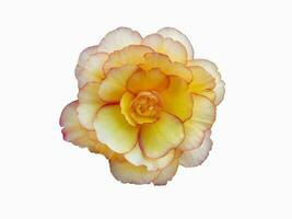 Begonia yellow flower isolate on white background photo