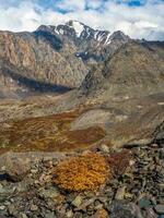 Yellow dwarf birch bush grows on the stones in autumn mountains. Autumn mountain plateau overlooking the glacier. Vertical view. photo