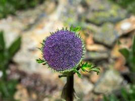 Close-up view of Sajanella monstrosa, medicinal herb rare endemic of Siberia. Grows in the Altai Mountains and is used in medicine. photo