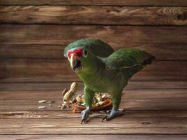 angry parrot attacks photo