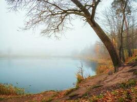 Misty autumn landscape with leafless trees on the shore of an old pond. Heavy fog over the lake. Autumn morning. photo