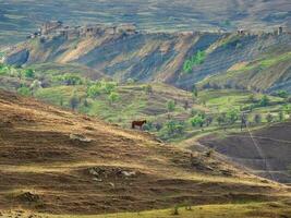 silueta de un solitario caballo roza en el ladera de la montaña verano rural paisaje. foto