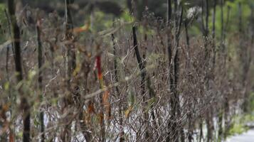 Matured chili plantations signaling the time for replanting. Captures the essence of a successful crop cycle, ready for the next phase of growth and cultivation. photo