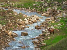 Crossing with a horse through a stormy mountain river. The horse stands by a mountain river with rocky banks. photo