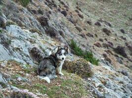 Dog in the mountains. Shaggy Siberian Husky dog on a mountain slope. A guide dog in the mountains early morning. photo