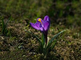 Crocuses in a Sunny meadow. Bright spring background. photo