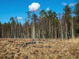 Spring landscape with a large snag on a flooded swamp. photo