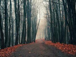 vacío brumoso otoño callejón en un parque con arces en tarde otoño. místico otoño paisaje con Mañana niebla y camino en el parque. foto