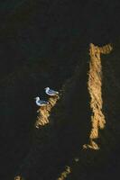 Two gulls sit on a dark cliff at sunset photo