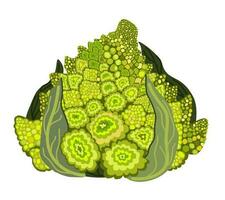 Green romanesco cauliflower with leaves. vector