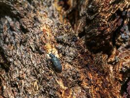 natural antecedentes con un escarabajo. grande negro barbo escarabajo gatea a lo largo el marrón ladrar de un árbol en el bosque. cerca arriba, Copiar espacio. foto