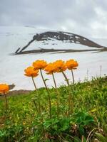 trollblume en primavera flor de globo en frente de el blanco glaciar. verde alpino meseta. vertical vista. foto