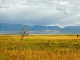 Dramatic view to old dry lonely tree in sunlit steppe against somber large mountains in low clouds during rain. Steppe on the background of mountains. photo