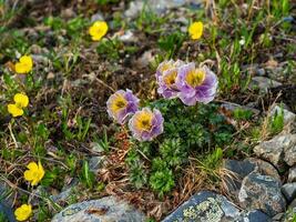 naturaleza de altai montañas macro de Violeta globo-flor a el pie de el Alpes montañas en un soleado verano día. raro montaña plantas. foto