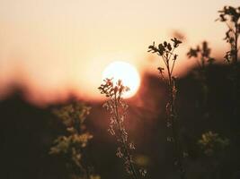 Beautiful evening view of the sunset in the tall grass. Abstract evening natural background photo