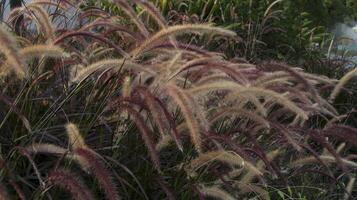 pennisetum setaceum o púrpura fuente césped es un llamativo ornamental césped formando un montículo de graciosamente, arqueo, estrecho hojas. foto