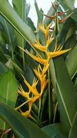 flor de heliconia psittacorum amarillo naranja que florece como su apodo pájaro paraíso. foto