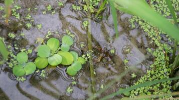 Water lettuce growing at the nature rice field under the rice plant. photo