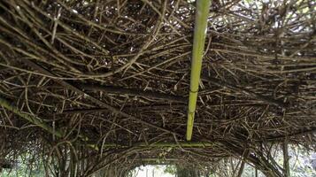 Vines plant used for roof and decoration outdoor backyard garden. photo