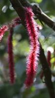 Acalypha hispida plant, also known as the Chenille plant or Red Hot Cat's Tail. Highlight its unique characteristics, such as the long, fuzzy, red flowers that resemble a fluffy tail. photo