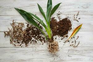 Flat lay of yellow leaf and diseases of orchid roots, breeding Cambria orchids. Care of roots of houseplant. Cutting roots. Home floriculture, plant care concept photo