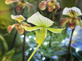 Rare ornamental Orchid. Bright festival flower of small green orchid, a member of Orchid family photo
