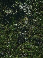 Grass in the water with sun glare. Natural abstraction. The Shine of the water photo