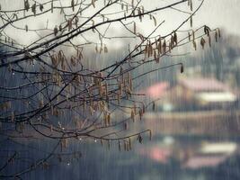 Tree branch in the rain. Natural abstract background. photo