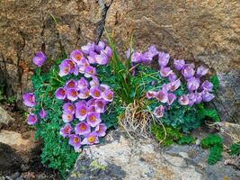 Wild mountain flowers bloom on the rocks. Wildlife flower background. Lush purple flowers bushes Paraquilegia microphylla. Background of mountain purple flowers. Close up. photo