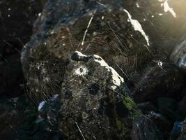 Bright spider web with a spider cross in the center on a dark natural background. photo