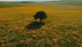 Sunrise over meadow, nature colorful beauty shines generated by AI photo