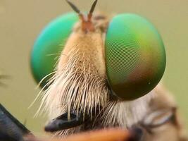 Eye of robber fly photo