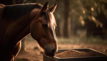 Stallion mane shines in sunset on farm generated by AI photo