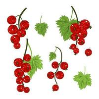 Set of sprigs of red currant isolated on white background. Vector graphics.