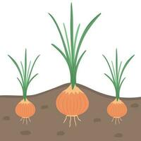 onion in ground, in garden, vegetable harvest. Illustration for printing, backgrounds and packaging. Image can be used for greeting cards, posters and stickers. Isolated on white background. vector